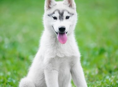 边境牧羊犬品种介绍：聪明、友好与独立的独特气质