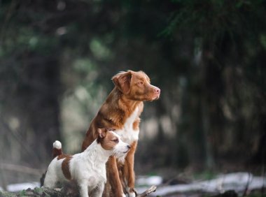 纪州犬品种介绍：了解中华spaniel的文化与魅力