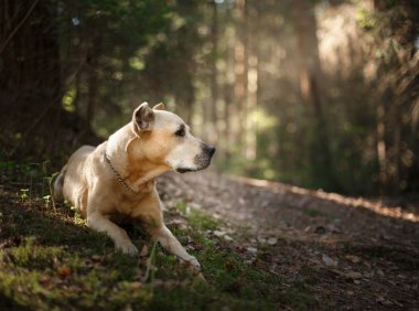 法国斗牛犬：独特魅力与优雅气质的完美结合