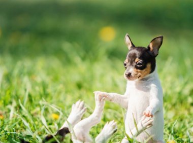 可卡犬:优雅与活力并存的完美伴侣