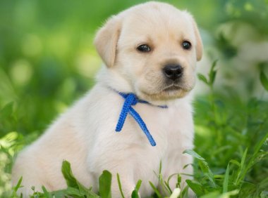 美国秋田犬品种介绍：从性格到用途，全面解析