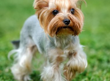 中国冠毛犬：优雅与忠诚的完美结合