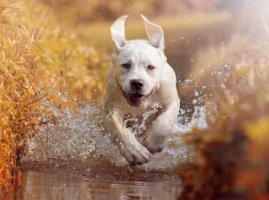 西施犬品种介绍：了解这位优雅犬种的前世今生