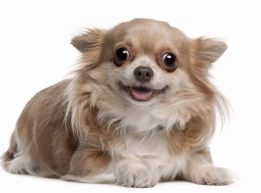 澳大利亚牧牛犬品种介绍