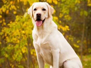 贵宾犬品种介绍：纯真与优雅的完美结合