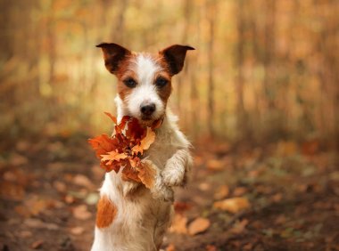美国恶霸犬品种介绍：从外表到性格，了解这一强大的犬类