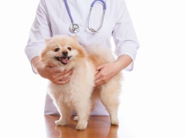 纪州犬品种介绍：了解中华spaniel的文化与魅力