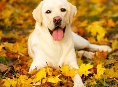 德国牧羊犬：聪明、忠诚与优雅的完美结合