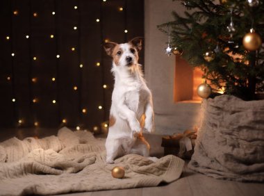 哈士奇品种介绍