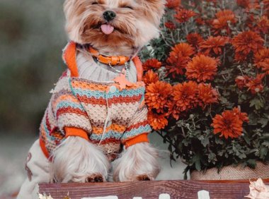 吉娃娃品种介绍：了解这个迷人的小精灵