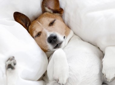 惠比特犬：您的perfect宠物伙伴