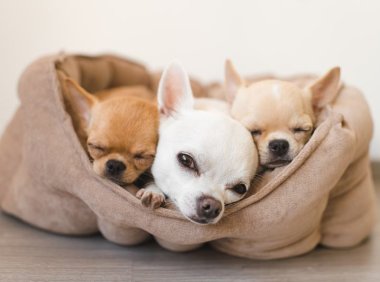 博美犬：优雅与活力的完美结合