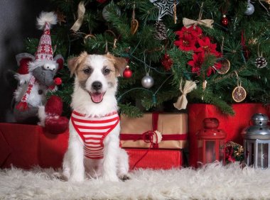 芬兰犬：优雅与力量的完美结合