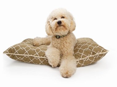 狗狗品种介绍与挑选技巧