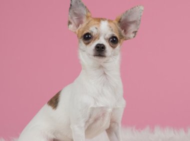 卡南犬：您的理想宠物