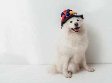 柯基犬品种介绍:你不可不知的呆萌伙伴