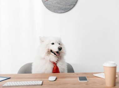 爱尔兰雪达犬：优雅与活力并存的完美伴侣