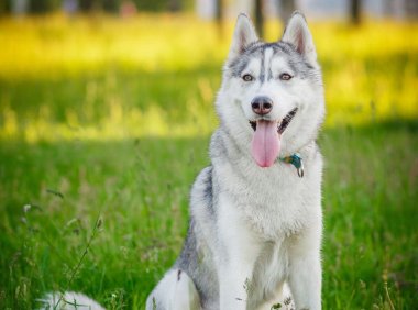 加纳利獒犬：守护者的优雅与忠诚