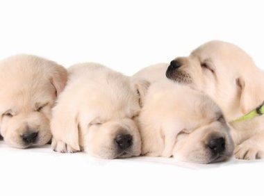 波士顿Terrier：可爱与优雅并存的独特犬种