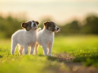 凯利蓝梗鱼品种介绍：了解这一经济鱼类的独特魅力