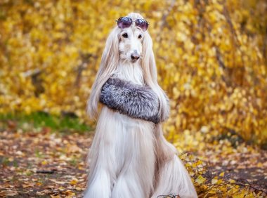 雪纳瑞犬：独特魅力的宠物伙伴