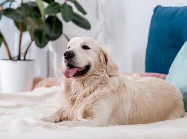 阿富汗猎犬：优雅与勇敢的完美结合