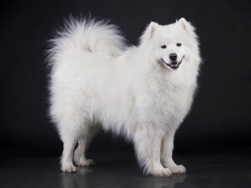 昆明犬:文化与活力的完美结合