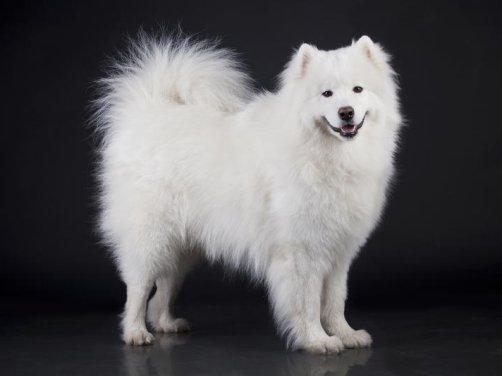 探索爱尔兰猎狼犬的独特魅力
