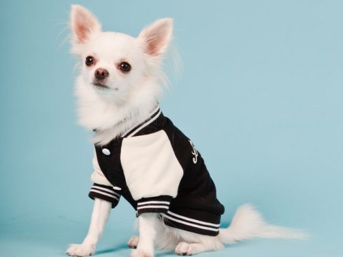 纪州犬品种介绍:了解中华spaniel的文化与魅力