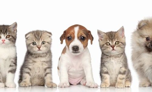 萨摩耶犬品种介绍:可爱因子与聪明才智的完美结合