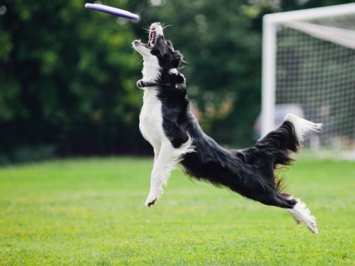 雪纳瑞犬:独特魅力的宠物伙伴