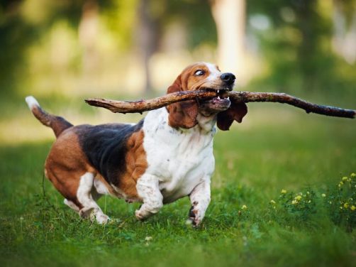 蝴蝶犬品种介绍:优雅与温柔的完美结合