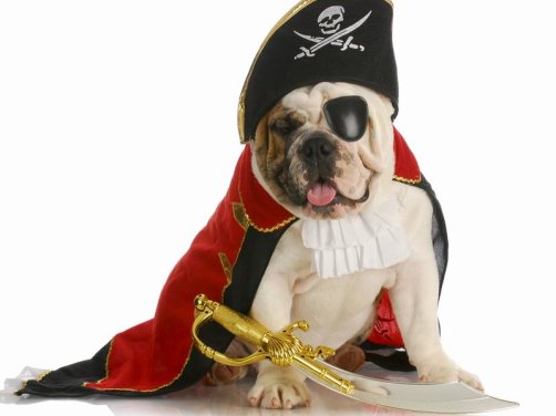 下司犬品种介绍:深入了解这个迷人的犬种