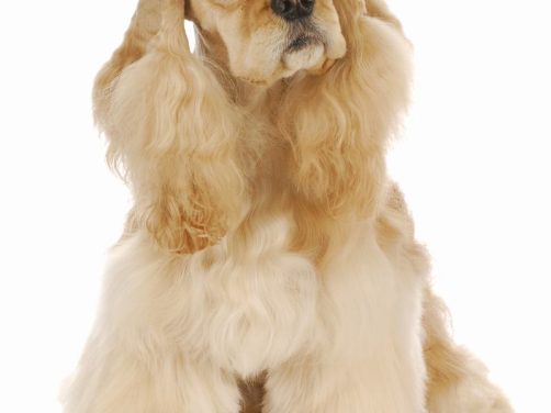 法国狼犬：优雅与活力并存的完美宠物