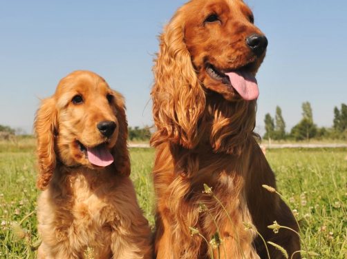 伯恩山犬:优雅与忠诚的完美结合