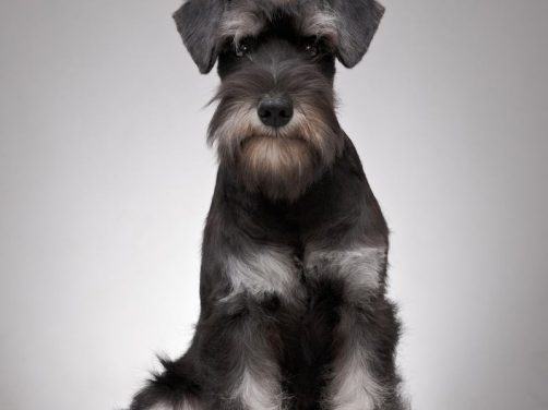 阿富汗猎犬：优雅与勇敢的完美结合