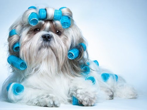 阿拉斯加雪橇犬：冰原上的王者，家庭中的温暖伙伴