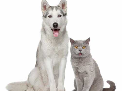 澳大利亚牧羊犬:温柔与智慧的完美结合