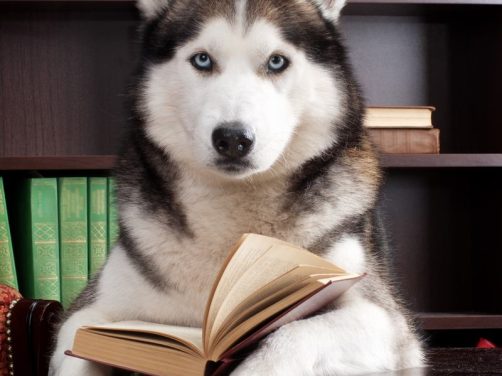 罗威纳犬品种介绍：忠诚与力量的完美结合