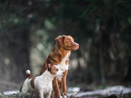 纪州犬品种介绍：了解中华spaniel的文化与魅力