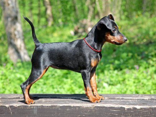 爱斯基摩犬品种介绍：优雅与忠诚的完美结合