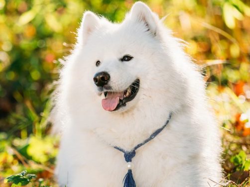 骑士查理王小猎犬:优雅与温顺的完美结合