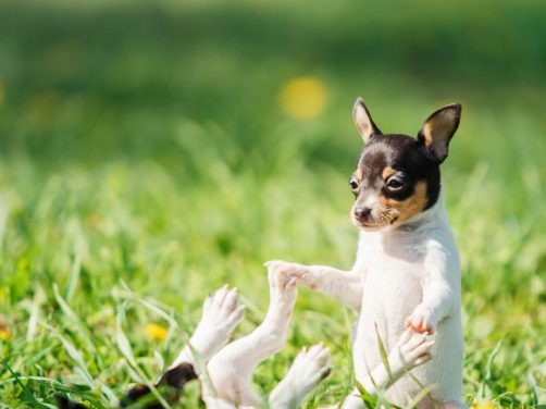 可卡犬：优雅与活力并存的完美伴侣