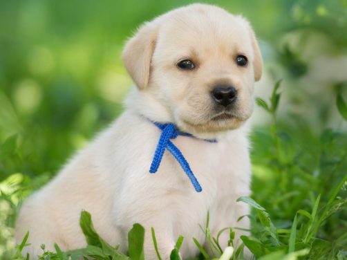 狂野之子:寻血猎犬的独特魅力