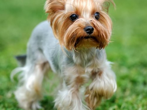 中国冠毛犬:优雅与忠诚的完美结合