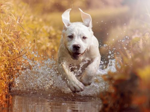 波利犬:外表可爱,内心温柔,是宠物界的宝藏