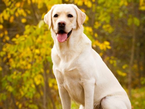 贵宾犬品种介绍：纯真与优雅的完美结合