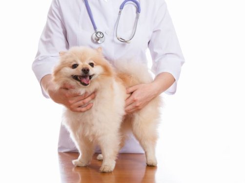 纪州犬品种介绍:了解中华spaniel的文化与魅力