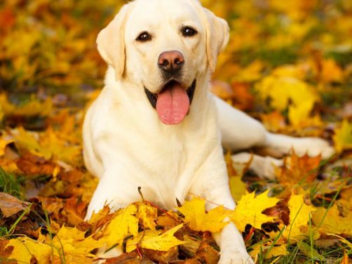 德国牧羊犬:聪明、忠诚与优雅的完美结合