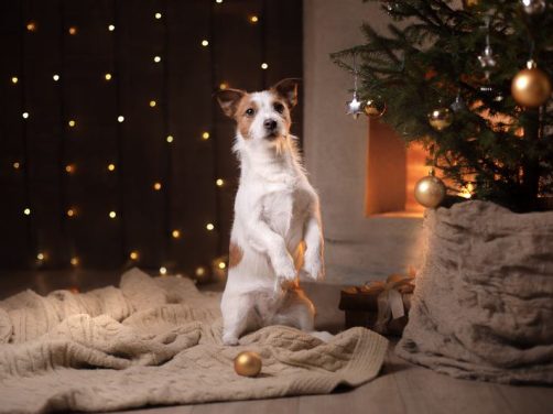 哈士奇品种介绍